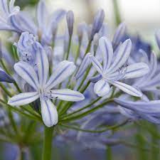 Agapanthus Sweet Surprise For Discount