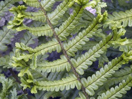 Dryopteris affinis Cristata AGM Hot on Sale