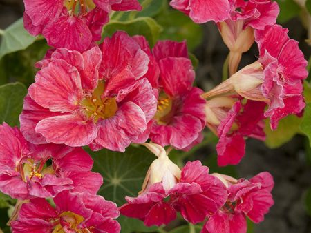 Kings Seeds Nasturtium Cherry Rose Jewel Hot on Sale