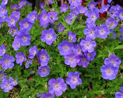 Geranium Rozanne Online Sale