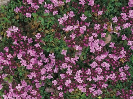 Suffolk Herbs Creeping Thyme Online Sale