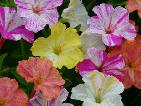 Kings Seeds Mirabilis jalapa Marbles Mixed Online Sale