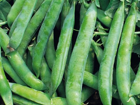 Kings Seeds Pea  Kelvedon Wonder  Organic Online