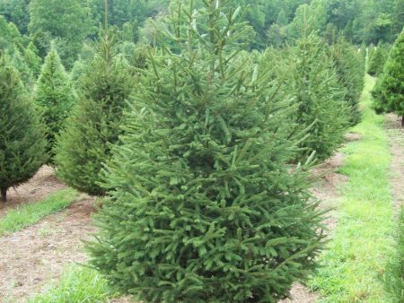 Premium Norway Spruce Christmas Tree 200cm-250cm Discount