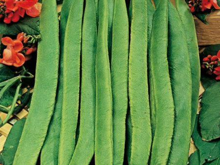 Kings Seeds Runner Bean  Scarlet Emperor  Organic Online Hot Sale