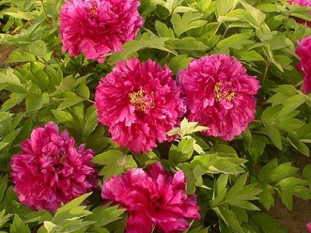 Paeonia x suffruticosa Luo Yang Hong For Cheap