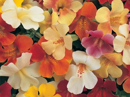 Kings Seeds Mimulus Magic Mixed F1 For Discount