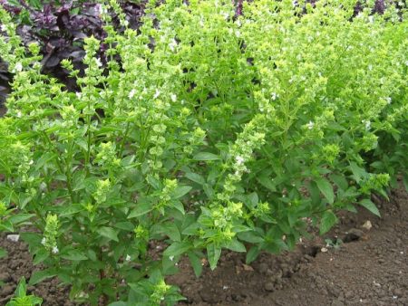 Suffolk Herbs Basil Bush For Cheap