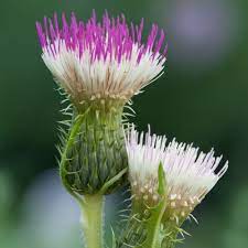 Cirsium Pink Blush Online Sale