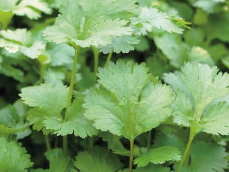 Suffolk Herbs Coriander Online Sale