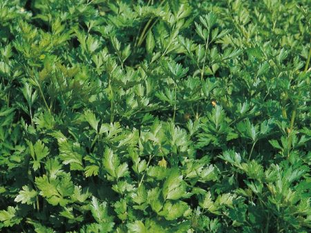 Suffolk Herbs French Parsley For Sale