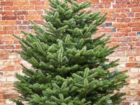 Premium Nordman Non Drop Christmas Tree 125cm - 150cm Online