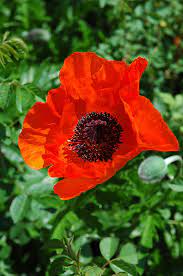 Papaver Allegro For Cheap