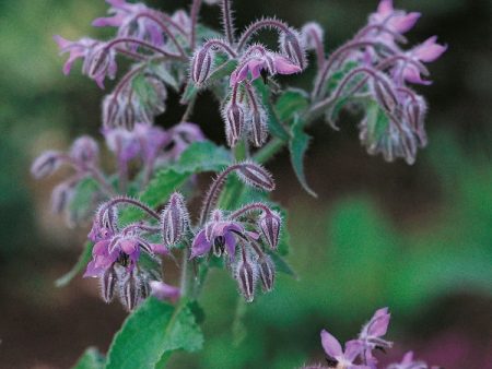 Suffolk Herbs Borage For Cheap