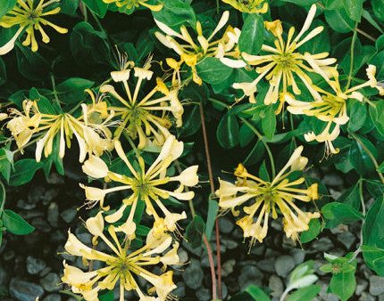 Lonicera Graham Thomas Sale