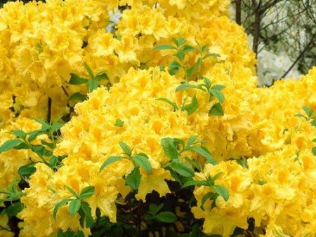 Azalea Deciduous Anneke Online now