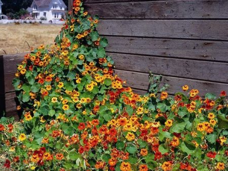 Kings Seeds Nasturtium Climbing Mix Online