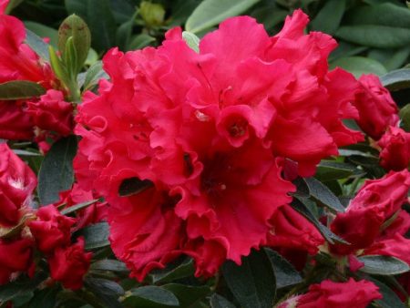 Azalea Evergreen Red Wing on Sale