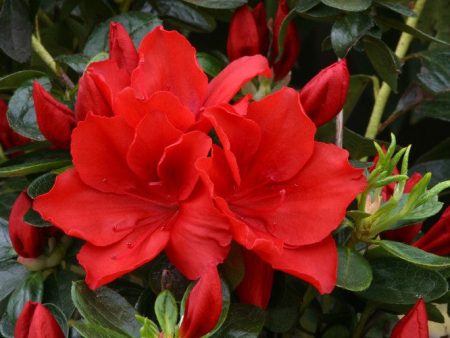 Azalea Evergreen Santa Maria Supply