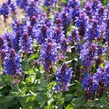 Salvia nemorosa Blue Marvel For Discount