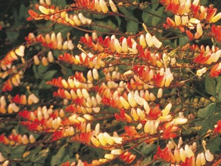 Kings Seeds Mina lobata Exotic Love For Cheap