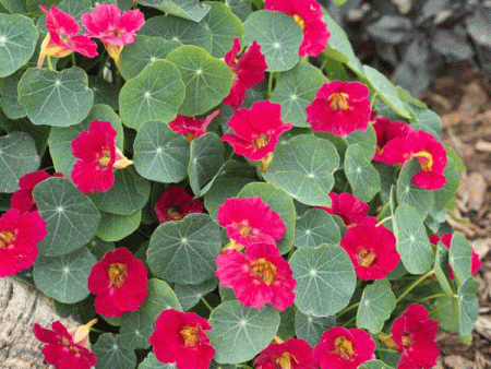 Kings Seeds Nasturtium Baby Rose Online now