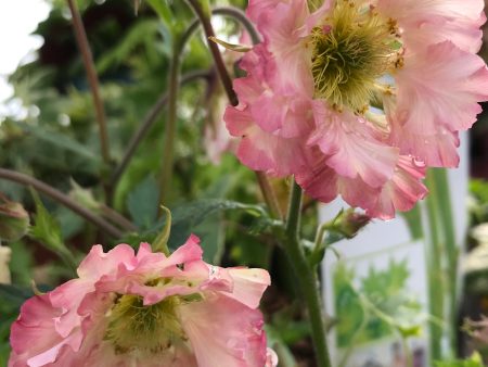 Geum ‘Pretticoats Peach’ Discount