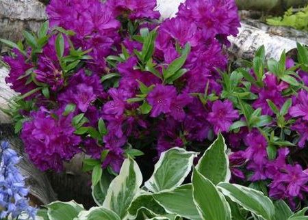 Azalea Blue Danube Online Sale