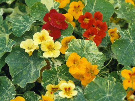 Kings Seeds Nasturtium Climbing Variegated Queen Mixed Hot on Sale