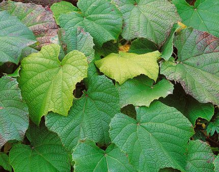 Vitis Coignetiae Online Hot Sale