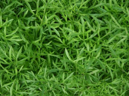 Suffolk Herbs Coriander Confetti For Discount