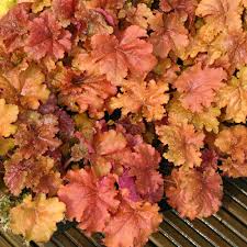 Heuchera Marmalade Online Hot Sale