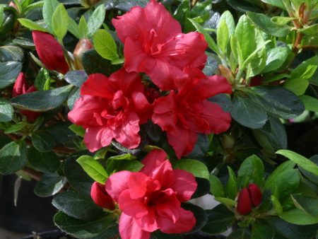 Azalea Florida Supply