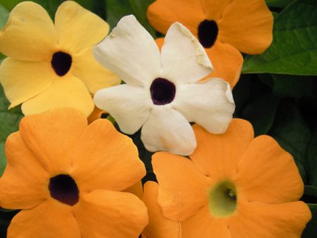 Kings Seeds Black Eyed Susan Thunbergia alata Mixed Supply