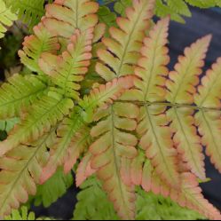 Dryopteris erythrosora on Sale