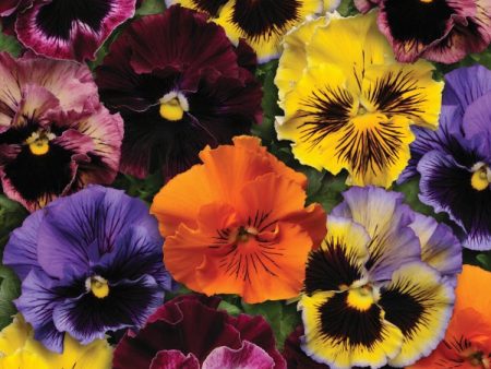 Kings Seeds Pansy Frizzle Sizzle Mixed For Sale