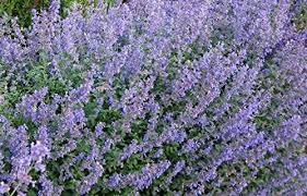 Nepeta x faassenii Six Hills Giant Cheap