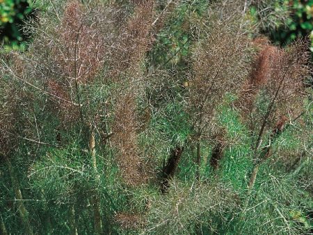 Suffolk Herbs Bronze Fennel Online now