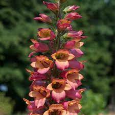 Digitalis Foxlight Ruby Glow Supply