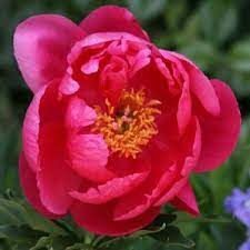 Paeonia Coral Fay Cheap