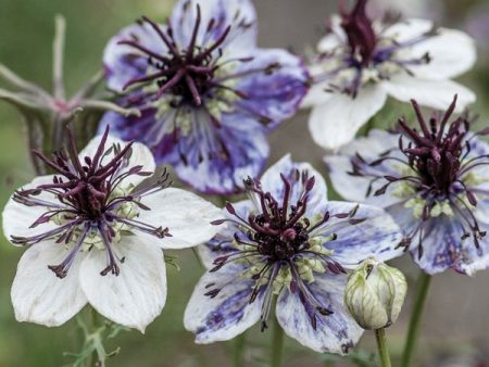 Kings Seeds Nigella Delft Blue For Discount