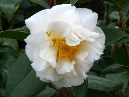 Camellia ETR Carlyon For Cheap