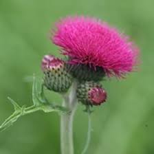 Cirsium rivulare Atropurpureum For Discount