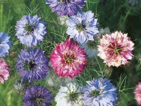 Kings Seeds Nigella Persian Jewels Mixed Online now