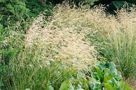 Deschampsia cespitosa Cheap