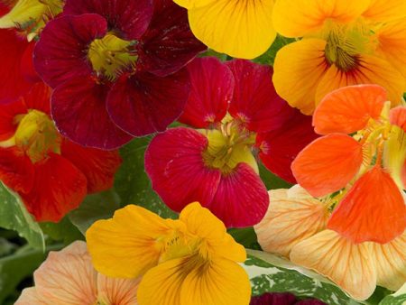 Kings Seeds Nasturtium Alaska Mixed For Sale