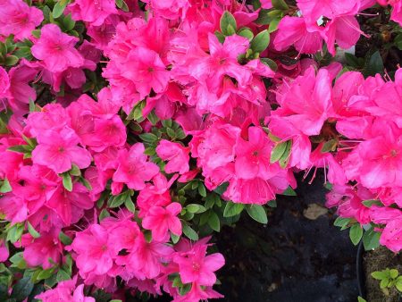 Azalea Anne Frank on Sale