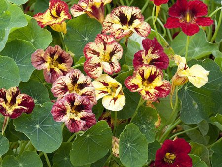 Kings Seeds Nasturtium Bloody Mary on Sale