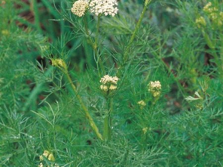 Suffolk Herbs Caraway Sale