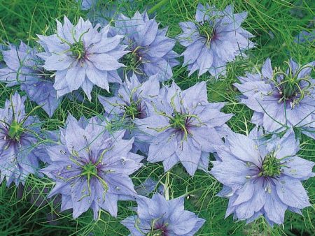 Kings Seeds Nigella Miss Jekyll Online Hot Sale